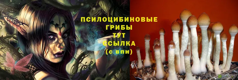 Псилоцибиновые грибы Magic Shrooms  Ершов 